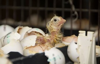 Hennen en haantjes komen uit in de stal bij Rondeel