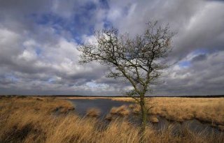 LTO+Noord%3A+Gelders+stikstofplan+fataal+voor+betrokken+boeren