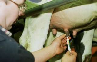 Belgisch onderzoek: selectief behandelen van mastitis kan uit