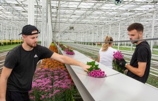 Kreling Chrysanten 'supertrots' op Tuinbouw Ondernemersprijs