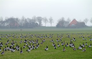 Overijssel vecht voor behoud vergunning afschot winterganzen