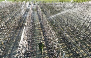 Teler neemt geen risico en beregent fruitbomen tegen nachtvorst