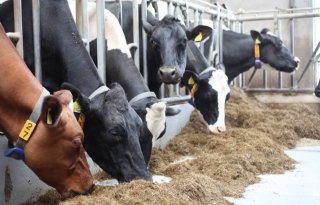 Primeur voor Zuid-Holland met drie subsidieregelingen voor melkveehouders