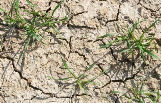 Droogtestress slaat al vroeg toe