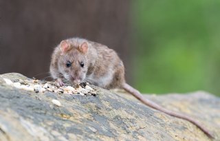 Harmonix Rodent Paste zonder bedrijfscertificering binnen inzetbaar