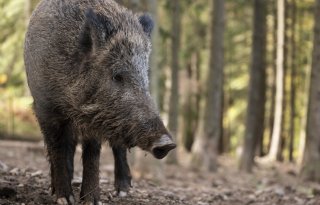 Mogelijk ruimte voor wilde zwijnen in Noord-Brabant