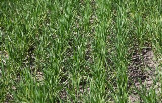 Ctgb laat twee nieuwe middelen toe voor graanteelten