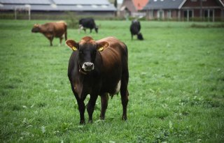 Melkprijs Eko-Holland stijgt met 60 cent