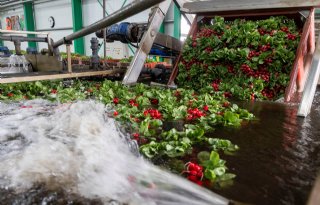 Daily Fresh Radish focust op dicht op de markt telen en leveren