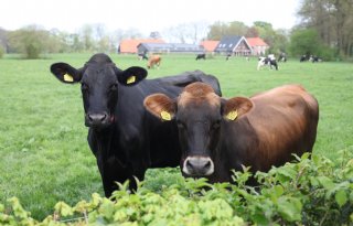 Rijksoverheid verplicht tweede reiniging en desinfectie bij 'lumpy skin disease'