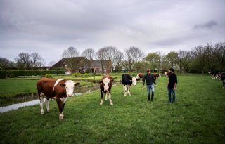Meerwaarde geven aan kruislingkalf op biologische melkveehouderij