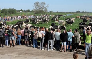 Honderden toeschouwers zien koeien de wei in dansen