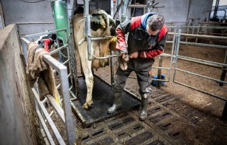 'Mortellaro is op ons bedrijf met ruim 80 procent afgenomen'