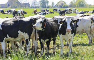 Weidegang neemt verder af, zuivelsector op zoek naar aanpak