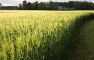 Europese Unie rekent op 10 procent meer wintergerst