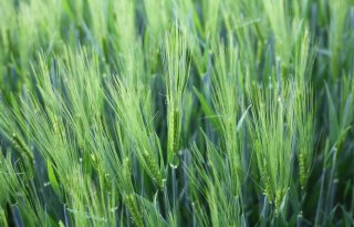 Agrifirm sluit teleurstellend graanjaar af met matige poolprijzen