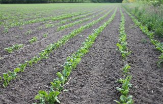 Maar liefst twaalf nieuwe rassen voor teelt suikerbieten