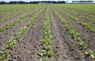 Akkerbouwers telen ruim 4.000 hectare minder suikerbieten