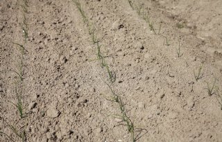 Plaaginsecten later actief door droog voorjaar en koude nachten
