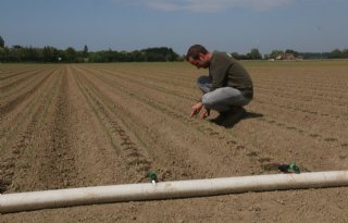 Zeeuwse gewassen snakken naar water
