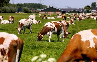 'Bloedbanden in melkveesector: loyaliteit is belangrijkste drijfveer'