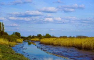 Toch runderen in met PFAS verontreinigd Verdronken Land Saeftinghe