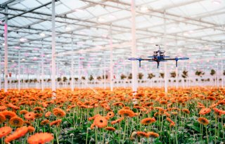 Drone speurt binnenkort naar mineervlieg in gerbera