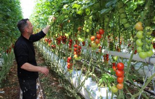 Na een jaar al forse middelenreductie in pilot chemievrije tomatenteelt