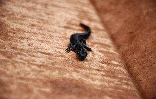 Leefgebied kamsalamander in De Leemkuilen in slechte staat