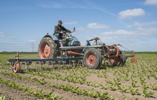 Groningse bietenteler heeft nog nooit zo'n mooie seizoensstart gehad