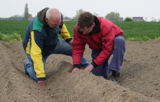 Pootgoedteler Pollema stuurt op virusvrije knollen en goede zetting