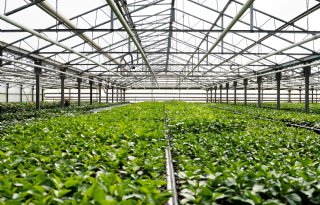 Nederlanders en Italianen werken samen aan nieuwe hibiscus
