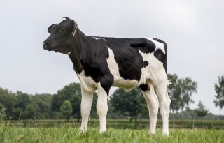 Voorkom speendip: afbouwschema bepalender dan kilo's melkpoeder