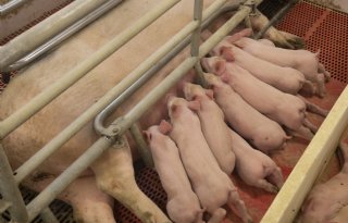Bij spenen op een leeftijd van vijf weken moet alles kloppen