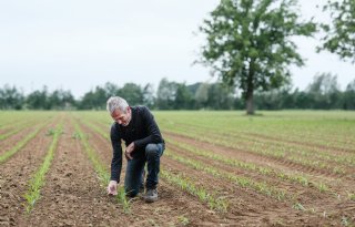 Maisblad kleurt paars, gewas snakt naar warmte