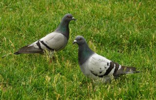 5 vragen over de besmettelijke Newcastle disease bij vogels