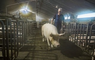 'Ik ga het leven missen dat de varkens met zich meebrachten'