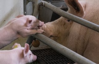 De basis van problemen met streptokkoken ligt bij de zeug