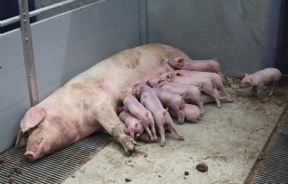 Zeven stappen om biggensterfte te verlagen