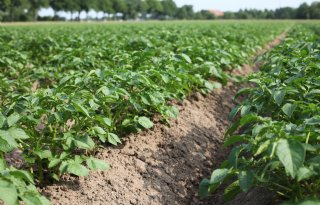 Biologische aardappelen al bijna aan de maat