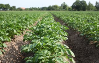 Pootgoedareaal neemt bijna 3.000 hectare toe