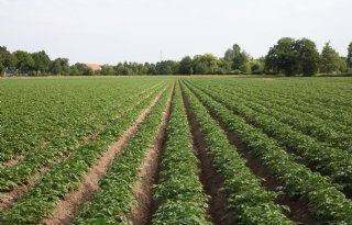 Pootgoedexporteurs dit jaar vroeg klaar