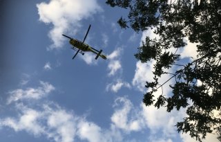 Stier doodt man in Stompetoren