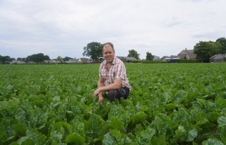 'Eerste Spyrale-toepassing belangrijkste stap in bescherming suikerbieten'