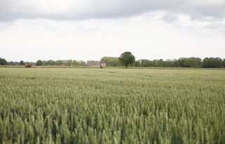 Regen brengt tijdelijke verlichting voor landbouw
