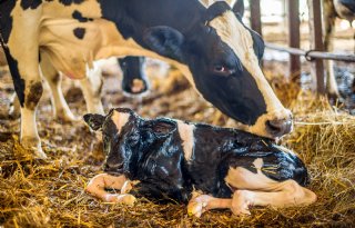 Ruime conditie in droogstand heeft invloed op persistentie
