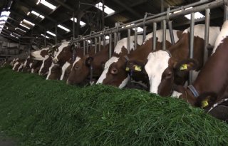 Ureumgehalte melk bij leden VK-Oost laat daling zien