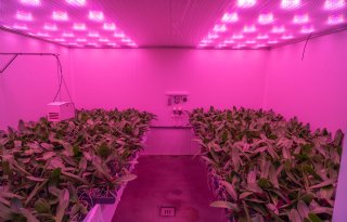 Sierteeltveredelaar wil meer investeren in daglichtloos telen