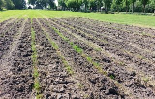 Mais in gras zonder gewasbescherming goed mogelijk