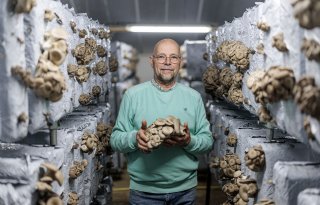 Van varkensstal naar kweekcel voor oesterzwammen